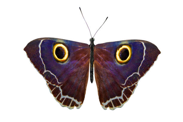 istock tropical purple butterfly. isolated on white background 1162455537