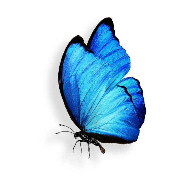 istock blue butterfly with legs and antennae. isolated on white background 1162455541