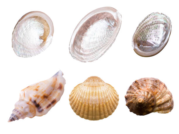 istock set of sea shells isolated on white 1162456598