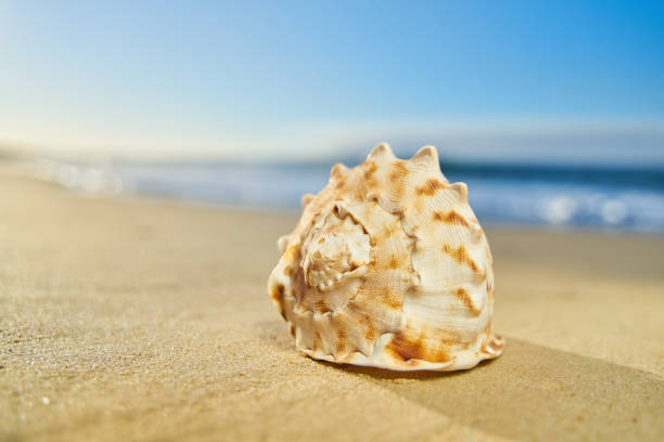 istock Sea shell on a sandy beach with ocean background 1162457981