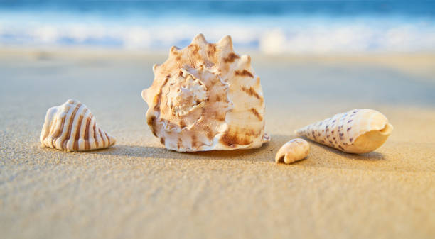 istock Collection of sea shells on a sandy beach with ocean background 1162458020