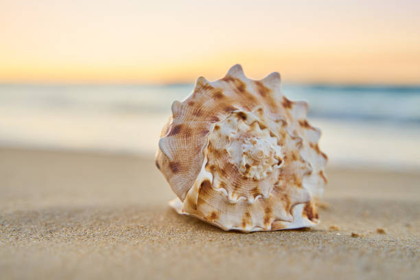 istock Sea shell on a sandy beach at dusk with ocean background 1162458601