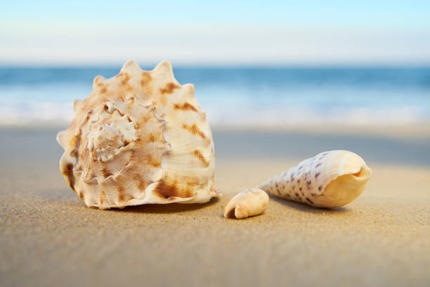 istock Collection of sea shells on a sandy beach with ocean background 1162458668