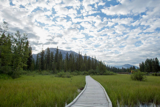 istock Boardwalk leads across marsh and towards mountain and clouds 1162458888