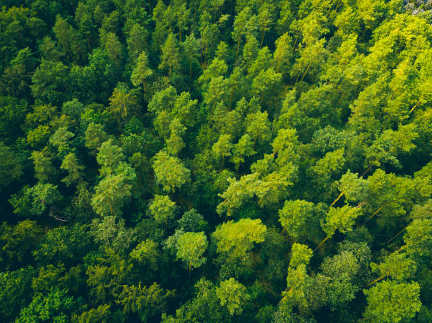 istock green treetops from the bird view 1162460438