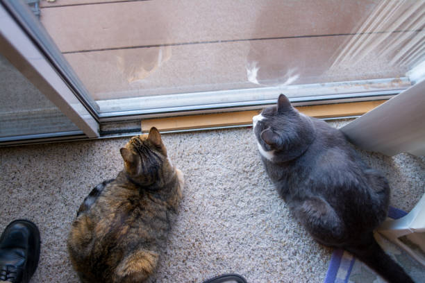 istock two cat friends looking out of window. 1162461504