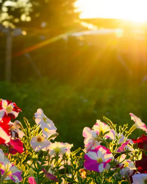 Photo of Street flower bed petunias on the grass is illuminated by bright sunlight from behind the roof and fence next to a tree in the shade in the Northern village of Yakutia at sunset.