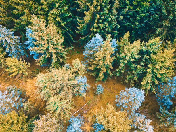 istock green treetops from the bird view 1162462986