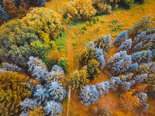 istock green treetops from the bird view 1162463046