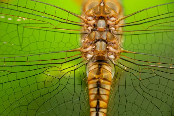 Photo of Wing Patterns of Dragonfly seen at Goa,India
