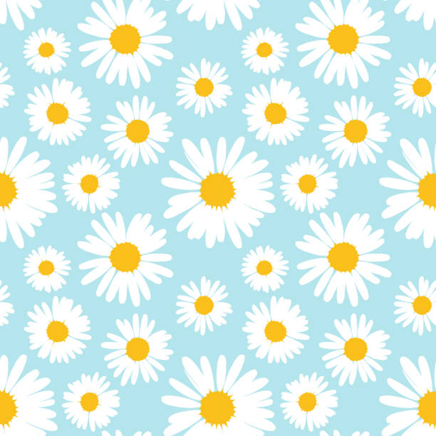 bezszwowy wzór z kwiatami rumianku na niebieskim tle. - flower spring white blue stock illustrations