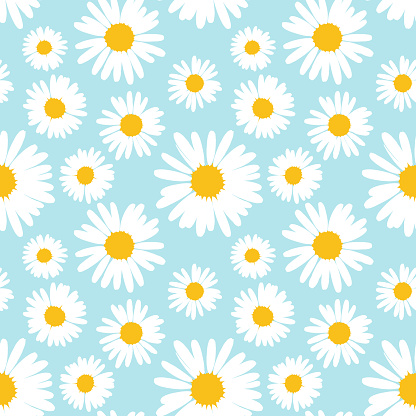 Seamless pattern with chamomile flowers on blue background. Vector illustration.