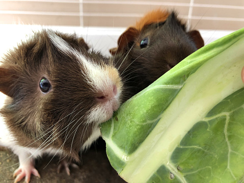 Stock photo of feeding tame, pretty white, ginger and brown tortoise shell pet guinea pigs cavy breed with rosettes and spiky hair cavies, looking after Abyssinian guinea pig care, pet animal in indoor cage eating cabbage leaves on washable brown vet bedding