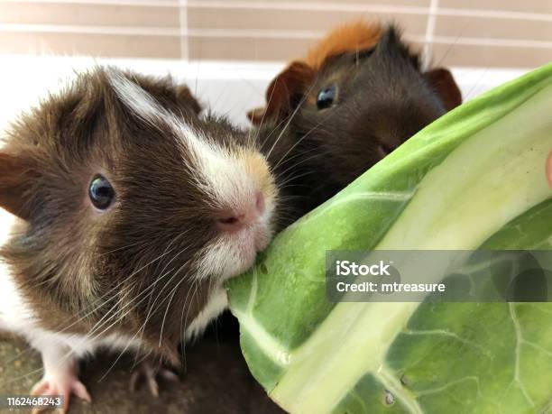Image Of Feeding Tame Pretty White Ginger And Brown Tortoise Shell Pet Guinea Pigs Cavy Breed With Rosettes And Spiky Hair Cavies Looking After Abyssinian Guinea Pig Care Pet Animal In Indoor Cage Eating Cabbage Leaves On Washable Brown Vet Bedding Stock Photo - Download Image Now