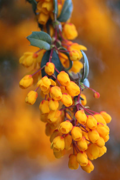 Stock photo of Close-up fragrant orange yellow berberis flowers and prickly holly leaves, flowering Darwin's berberis darwinii shrub plant in full bloom growing in summer garden as floral hedge, fiery barberry bush isolated against blurred gardening background imagen de primer plano de flores berberis de color amarillo naranja fragante y hojas de acebo espinoso, floreciendo la planta de arbustos berberis darwinii de darwin en plena floración creciendo en el jardín de verano como seto floral, arbusto de aránda