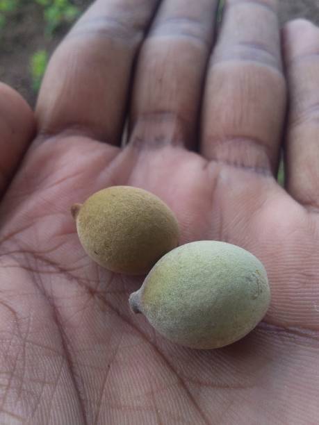 istock Beleric plant fruits 1162468893