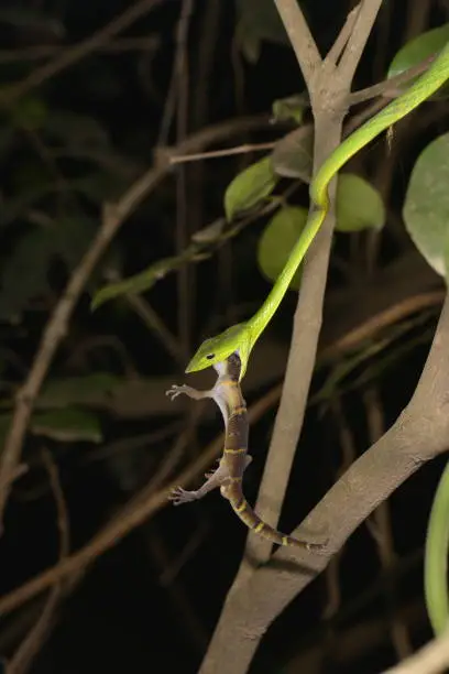 Photo of Green Vine Snake eating Gecko seen at Matheran ,Maharashtra,india