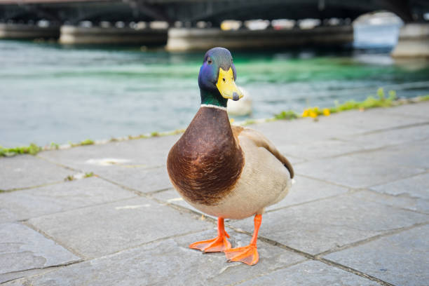 istock mallard duck in Geneve, Switzerland 1162469921