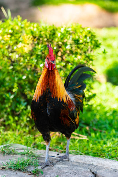 istock A colorful rooster with red cockscomb. 1162469939