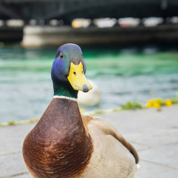 istock mallard duck in Geneve, Switzerland 1162469958