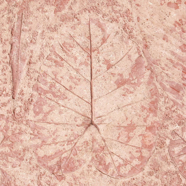 istock marks of leaf on the concrete, leaf background. 1162469979