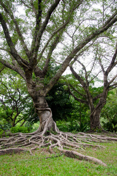 istock big tree And age old Will have the roots of long and large trees 1162470132