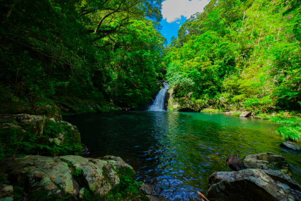 materiya wasserfall im grünen wald in amami oshima kagoshima sonnigen tag - spring waterfall japan landscape stock-fotos und bilder