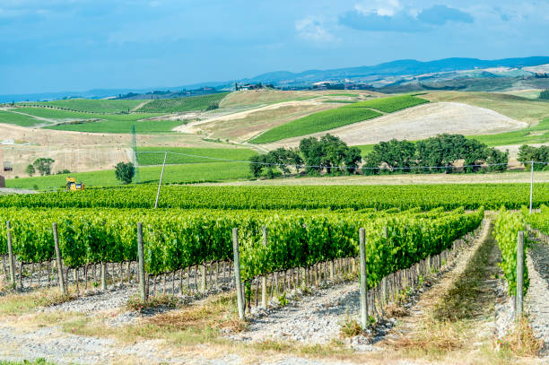 istock The vineyard of Montalcino 1162470983