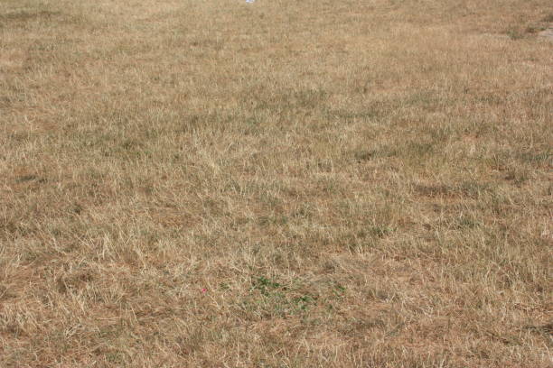 Public park  Arid ground  Summer season Paris region