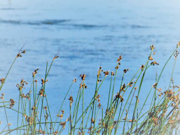 Peaceful Water Background With Wild Plants in the Foreground