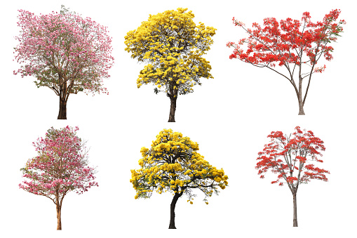 The collection set of isolated yellow, pink and red flower tree in spring and summer season