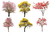 The collection set of isolated yellow, pink and red flower tree in spring and summer season for design purpose