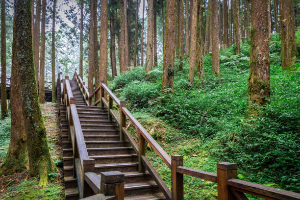 istock Tropical rainforest with wooden stair 1162475219