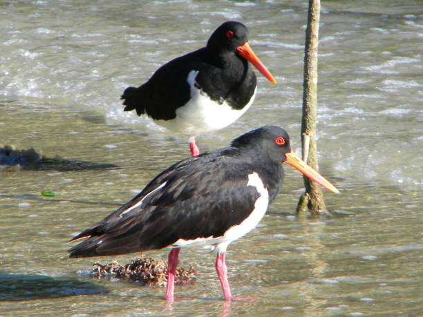 istock Pied Oyster Catchers 1162475235
