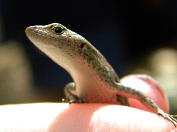 istock A Skink Lizard, Mount Spec, Queensland, Australia 1162475478