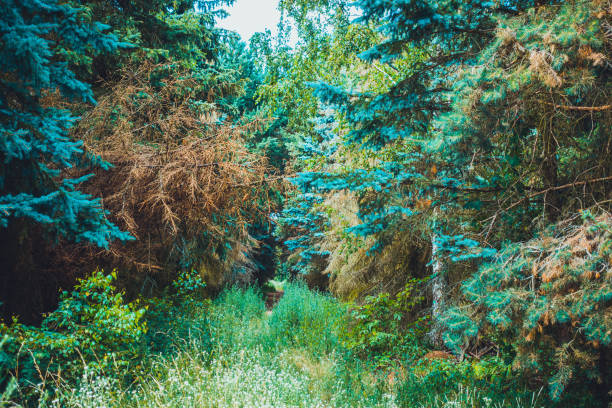giant trees and bushes in a forest