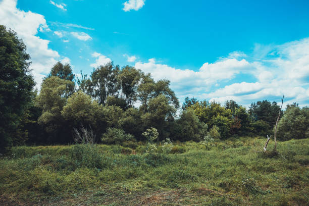 istock typical german forest in vintage colors 1162477360