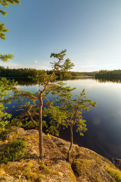istock two pines on the rocky shore 1162478767