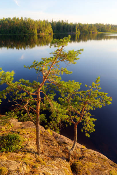istock two pines near the lake 1162478769