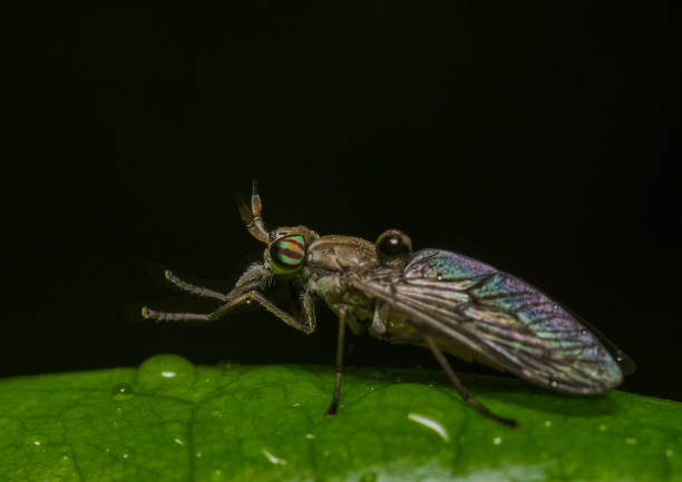 istock Ulidiid Fly Seen at Thane,Maharashtra,India 1162479255