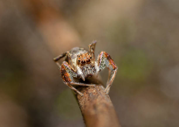 Jumping Spider  Seen at Thane,Maharashtra,India