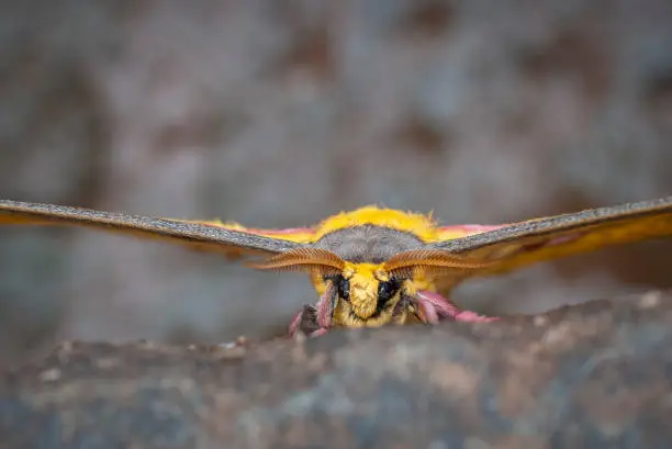 Photo of Antennas of Golden emperor Moth seen at Bhimashankar,Maharashtra,india