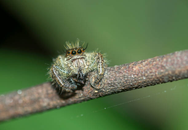 istock Jumping Spider Seen at Thane,Maharashtra,India 1162479890