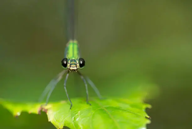 Photo of Clear wing forest glory Damselfly at Goa,India