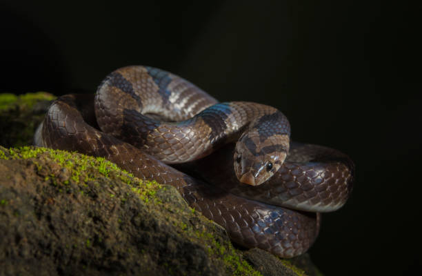 istock Banded Kukri Snake seen at Thane,Maharashtra,India 1162479943
