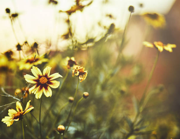 Summer wildflowers in full bloom in soft sunlight