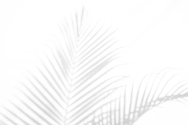istock shadows palm leaf on white wall background. for creative design summer concept 1162481153