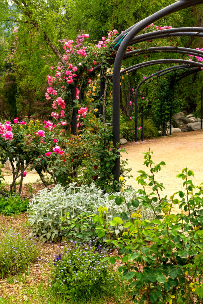 pink roses climbing on arches in botanical garden - scented non urban scene spring dirt imagens e fotografias de stock