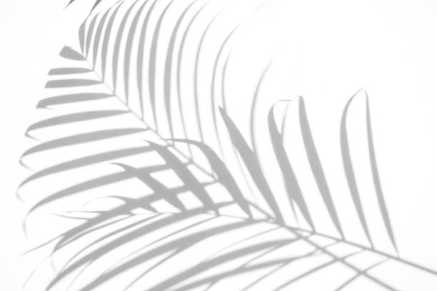 istock shadows palm leaf on white wall background. for creative design summer concept 1162481285