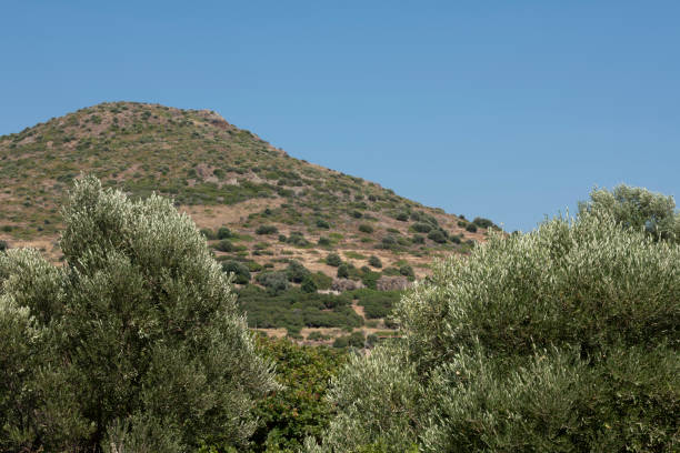Olive orchard on Greek Island on a sunny day in summer. In the background is a mountain and clear blue sky.